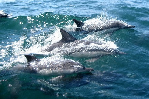 Pixabay Dolphins