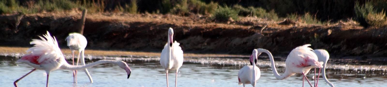 Greater Flamingos in Ria Formosa Nature Park