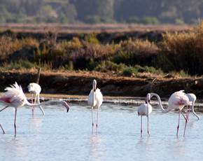 Greater Flamingos in Ria Formosa Nature Park