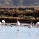 Flamingos at Ria Formosa, Algarve