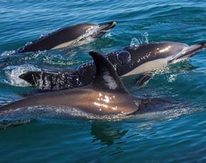 Algarve Dolphin Watching