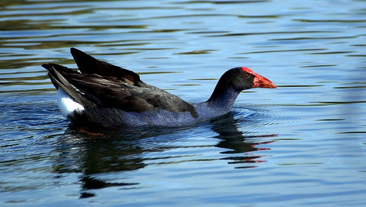 Purple Swamphen 530 x 300