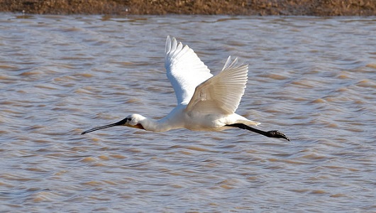 Spoonbill 530 x 300