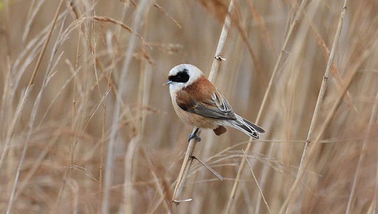 Penduline Tit 530 x 300