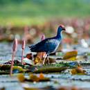 Purple Swamphens in the Algarve