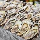 Alagrve Oysters