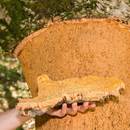 Cork Harvesting in Algarve