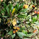 Arbutus Berry - Medronho