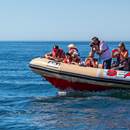 Algarve Dolphin Watching
