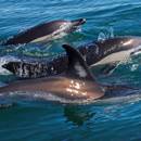 Algarve Dolphin Watching