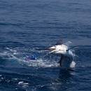 Big Game Fishing in Algarve